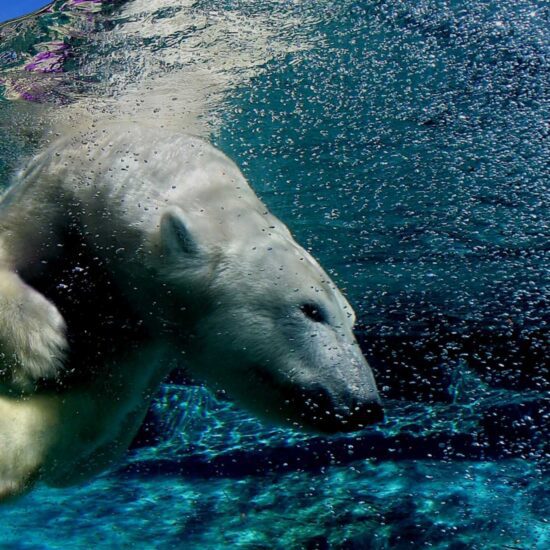 Realm of the Polar Bear polar bear G
